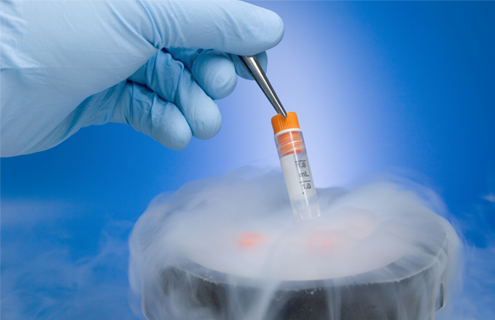 Gloved hand using tweezers to hold frozen vial above open liquid nitrogen cryopreservation tank.