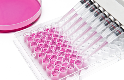 Multi channel pipettes, filling cell culture well plate with clear pink media.