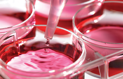 Close-up of pipette of drops of clear red media falling into wells culture plate, ripples on the surface of the media.