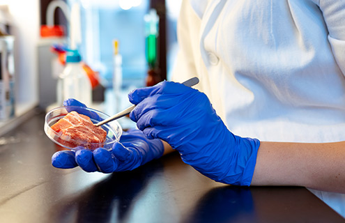 Blue-gloved hands holding a petri dish with a piece of red meat and poking it with an instrument.