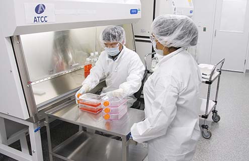 Two scientists in lab wearing hair nets, masks, safety glasses, smock, and gloves standing next to safety hood and looking at bottles containing red medium.