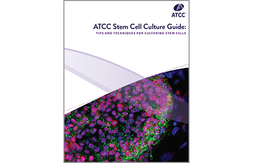Stem Cell Culture Guide