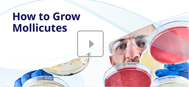 The image displays the title "How to Grow Mollicutes" with a blurred central area suggesting a video thumbnail. Surrounding the center are petri dishes containing various cultures or samples.