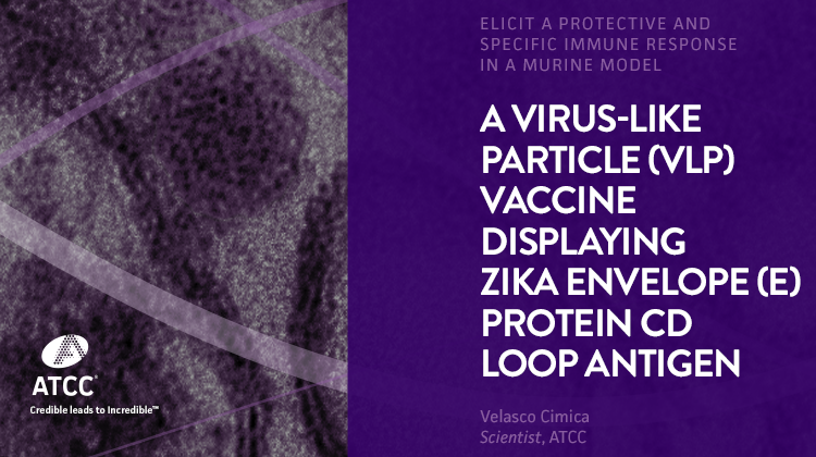 A Virus like Particle VLP Vaccine Displaying Zika Envelope E Protein CD Loop Antigen