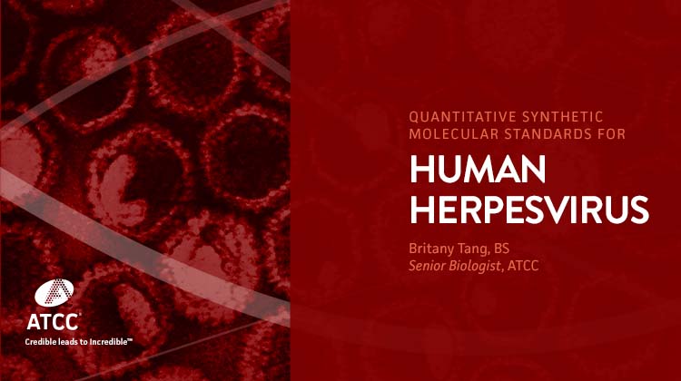 Development And Validation Of Quantitative Synthetic Molecular Standards For Human Herpesvirus 6A, 7, and 8