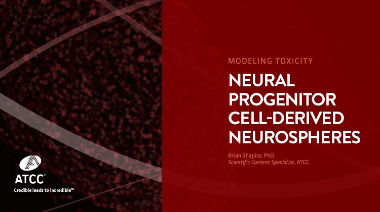 Modeling Toxicity with Neural Progenitor Cell derived Neurospheres Webinar
