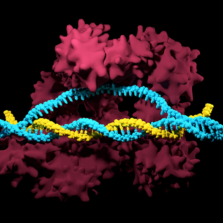 Yellow and light blue DNA double helix.