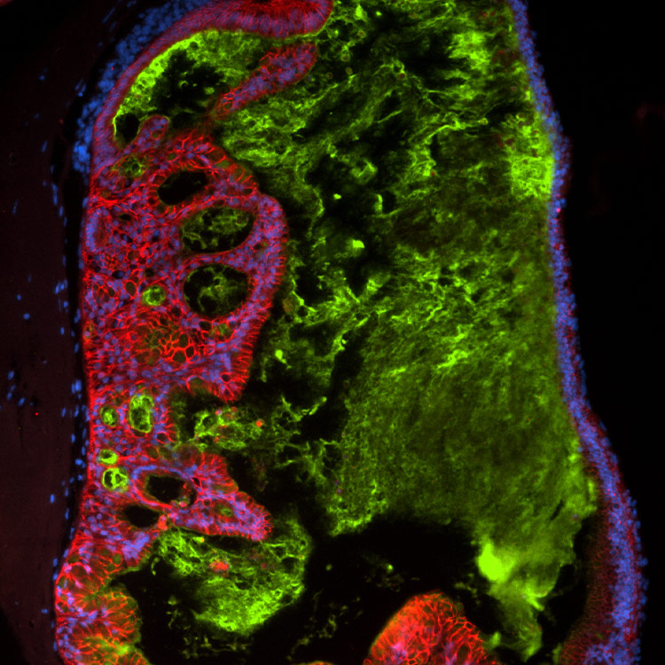 Green, red and blue ECAD IPS cells.