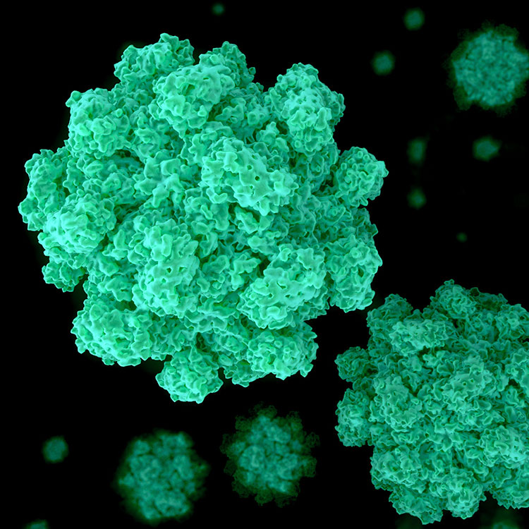 Norovirus, Gastroenteritis, Magnification, Virus