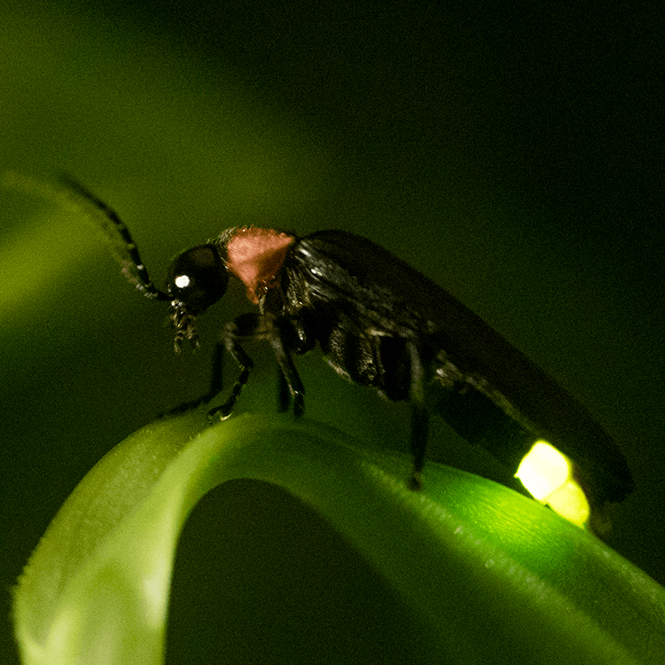 Closeup of a black and red firefly showing his light while standing on a green leaf.