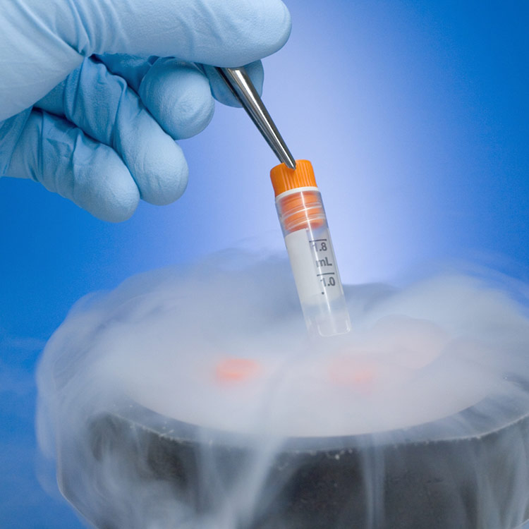 Gloved hand using tweezers to hold frozen vial above open liquid nitrogen cryopreservation tank.