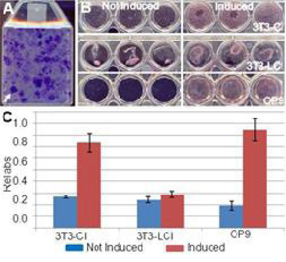 A, B images of 3T3-LI cells and related chart (C)