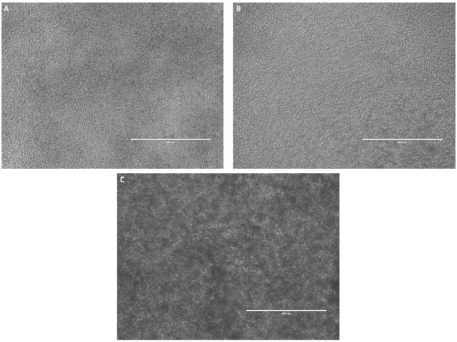 Representative microscopy images of airway models apically treated with either (A) 0, (B) 53.9 or (C) 795.6 µM CdCl₂ for 24  Hr.