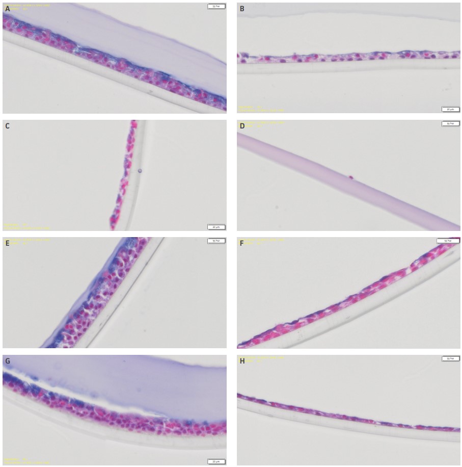 Representative alcian blue stained images of airway models apically treated with either (A) 0, (B) 14.0, (C) 53.9, or (D) 795.6  µM CdCl₂, or (E) 0, (F) 46.2, (G) 156, (H) 1185 µM pentamidine for 1 week.
