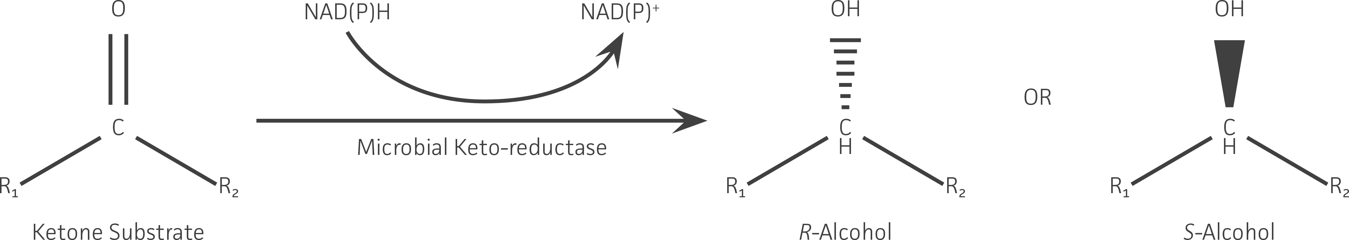Figure 1 - ATCC Strains with Demonstrated Biocatalytic Ketone Reduction Capability