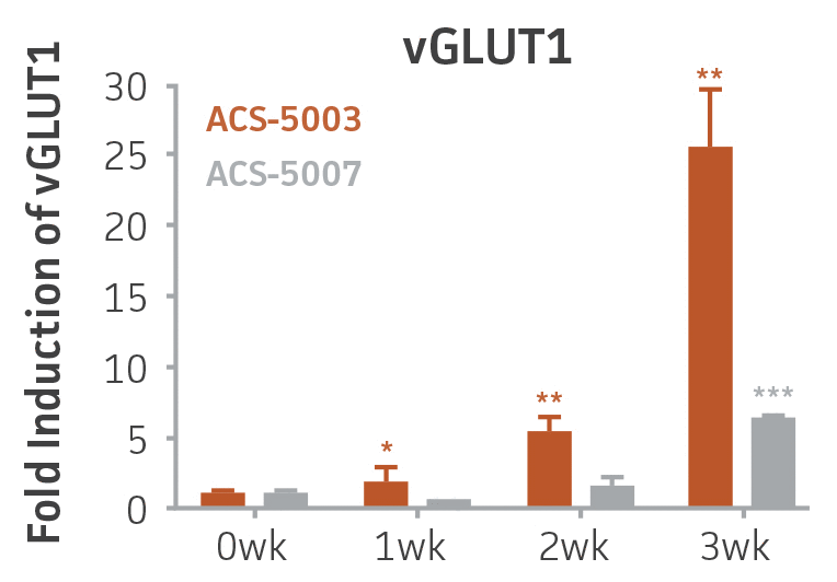 Bar chart labeled Fold Induction of vGLUT1