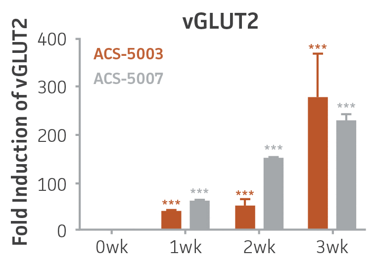 Bar chart labeled Fold Induction of vGLUT2