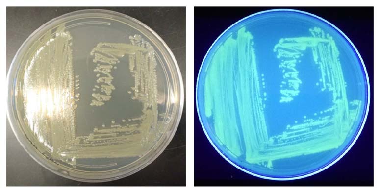 Figure 1 - Evaluation of GFP-labeled Control Strains for Shiga Toxin-producing Escherichia Coli STEC Assays