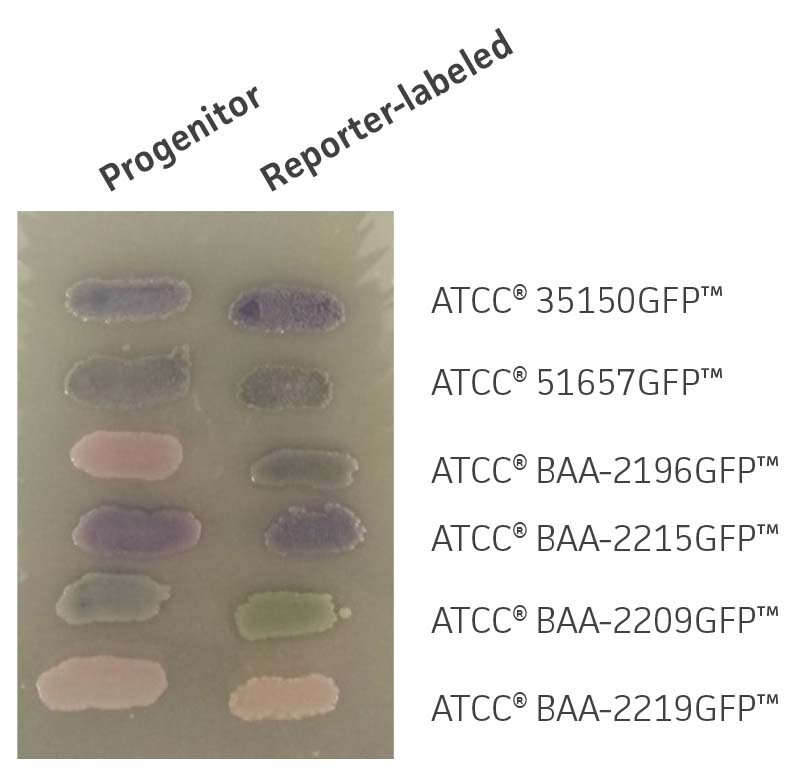 Figure 3 - Evaluation of GFP-labeled Control Strains for Shiga Toxin-producing Escherichia Coli STEC Assays