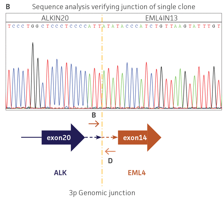 Sequence analysis verifying junction of single clone.