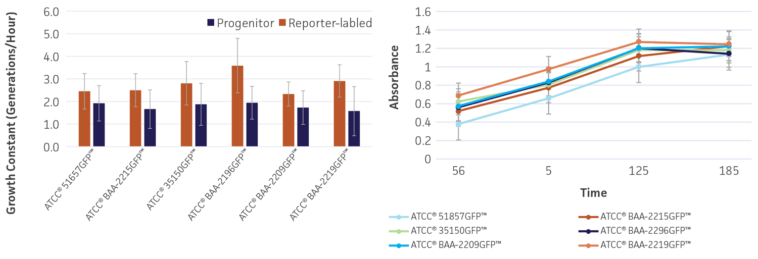 Figure 4 - Evaluation of GFP-labeled Control Strains for Shiga Toxin-producing Escherichia Coli STEC Assays