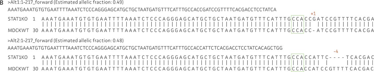 Molecular characterization of three VHG cell lines. Sanger sequencing of the STAT1 gene of all three virus-producing KO cells confirms the disruption of the STAT1 gene.