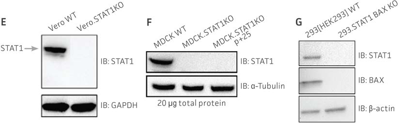 Molecular characterization of three VHG cell lines.