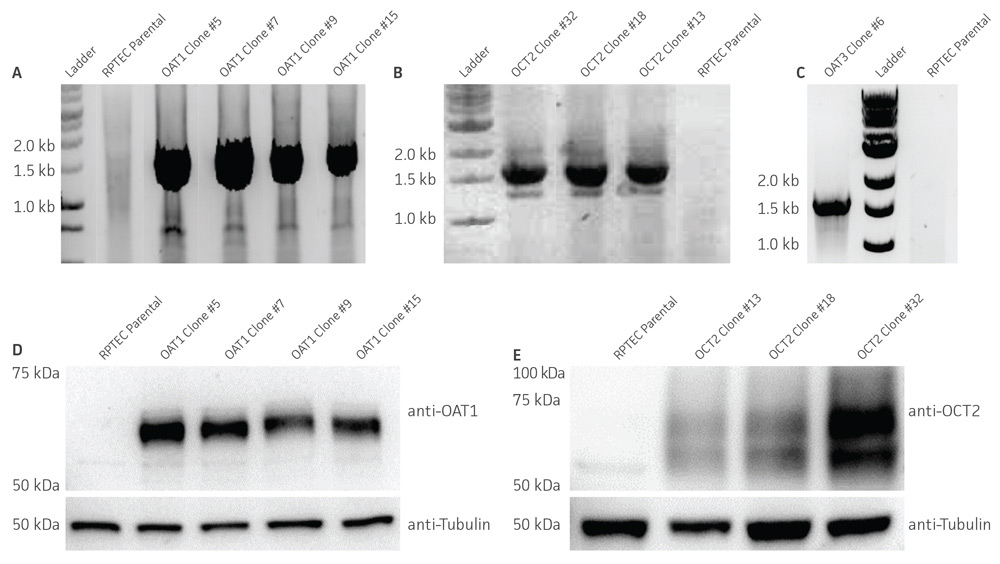 Characterization of the RPTEC/TERT1 SLC transporter cells.