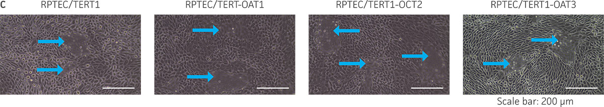Dome formation is not compromised in OAT1-, OCT2-, and OAT3-expressing cells, as demonstrated by the formation of dome-like structures (arrows) caused by solute transport across an intact epithelial barrier.
