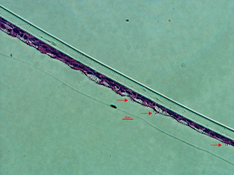 Purple-blue lines of primary human bronchial/tracheal epithelial cells.