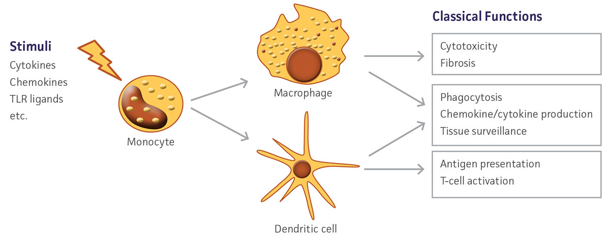 Schematic of cells differentiating to macrophage or dendritic cells.