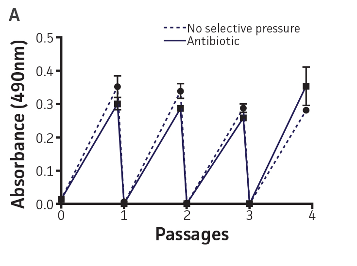 Graph showing Plasmid stability in P. aeruginosa-GFP.