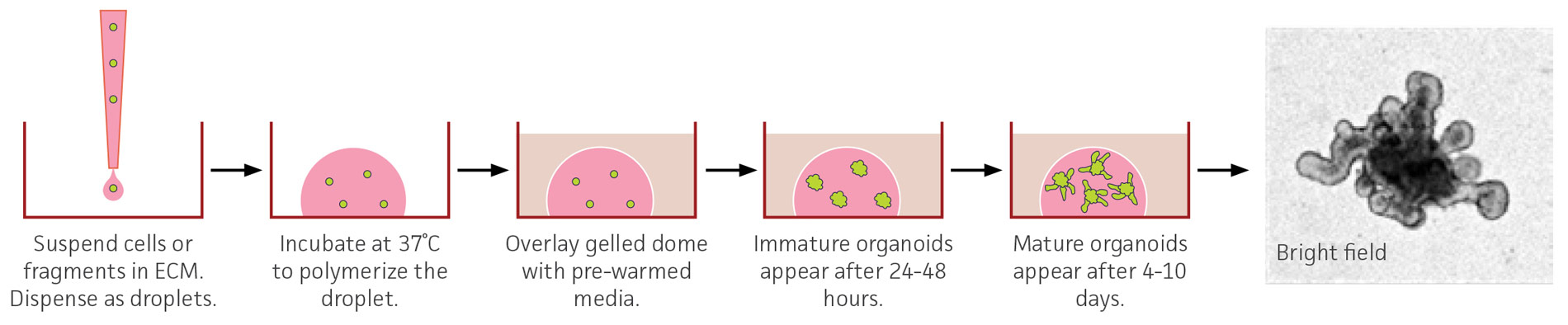 Schematic of a 3-D organoid culture.
