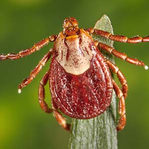Rocky Mountain wood tick, Dermacentor andersoni