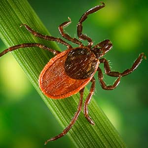 Western blacklegged tick, Ixodes pacificus