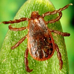 Brown dog tick, Rhipicephalus sanguineus