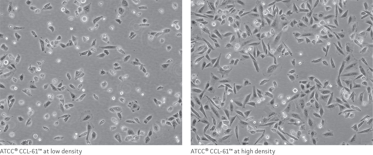 ATCC CCL-61 at low density and ATCC CCL-61 at high density