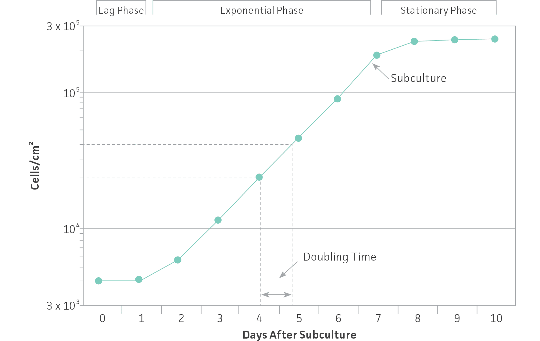 Growth curve for cells grown in culture.