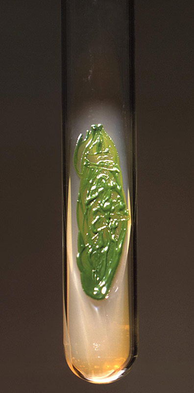 Agar slant containing an actively growing  culture of Chlorella sp. Photo courtesy of the CDC.