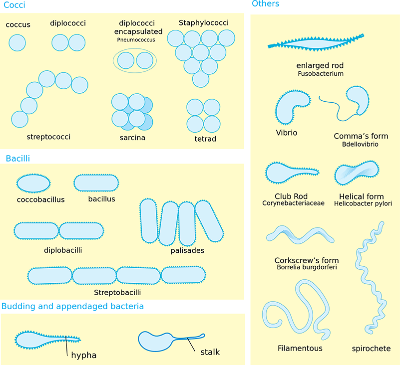 Cellular morphology and aggregation