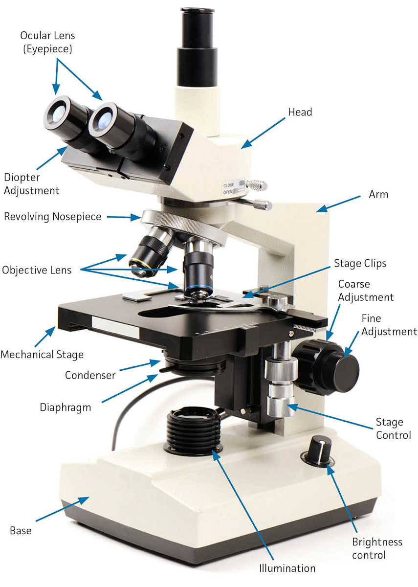 Light microscope