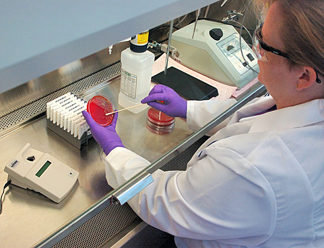 An ATCC scientist working with a bacterial strain in a Class II  biological safety cabinet.