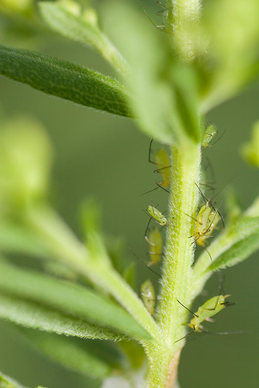 aphids on a plant.