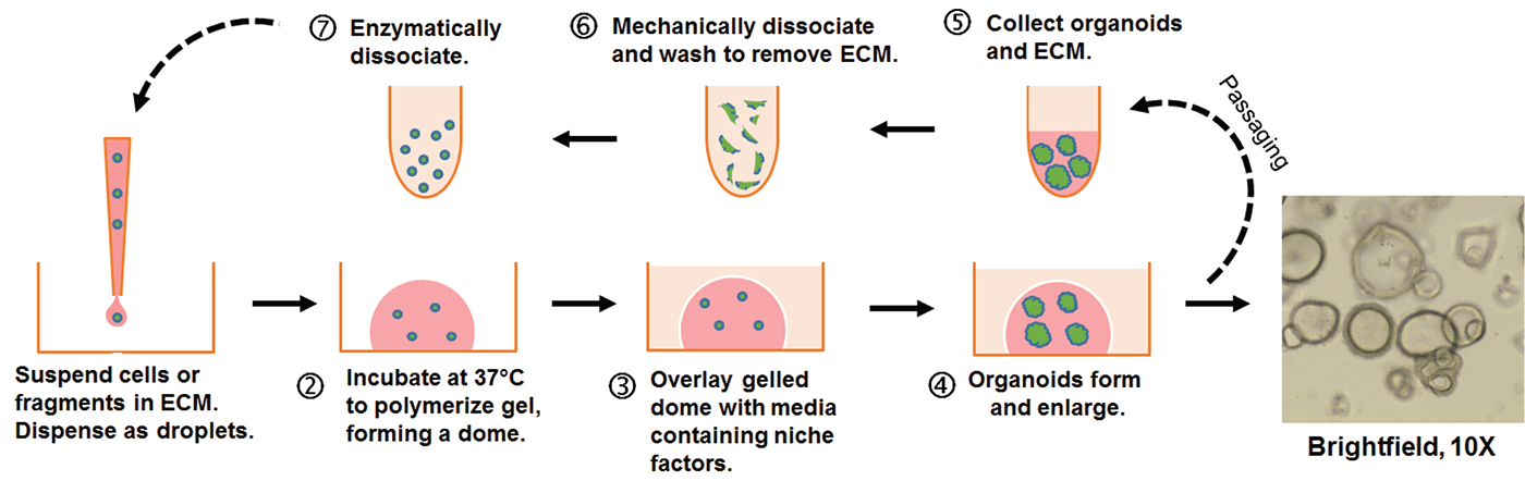 Graphic of embedded 3D “dome” organoid culture workflow.