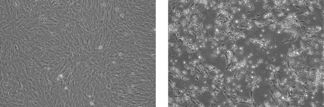 Two panels showing propagation of Feline infectious peritonitis virus in CRFK cells. The panel on the left are uninfected CRFK cells. The panel on the right are infected CRFK cells exhibiting CPE.