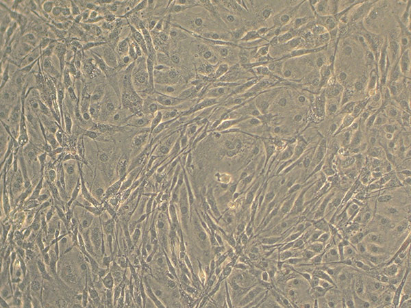 Light microscopy of confluent 3T3-L1 cells