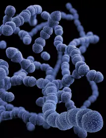 Several floating strings of purple drug-resistant Streptococcus pneumoniae spheres.