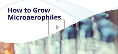The image displays the title "How to Grow Microaerophiles" in bold, dark blue text on the left. In the background, there are blurred laboratory test tubes with blue caps, and a play button icon in the center indicates a video thumbnail.