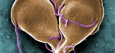 Digitally colorized scanning electron microscope image showing a Giardia lamblia protozoan in a late stage of cell division, forming a heart-shaped structure as it prepares to split into two organisms