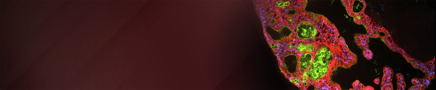 A banner image shows multiple cells stained in green, pink, and blue, highlighting distinct cellular components and structural features 0n the right against a dark red background.